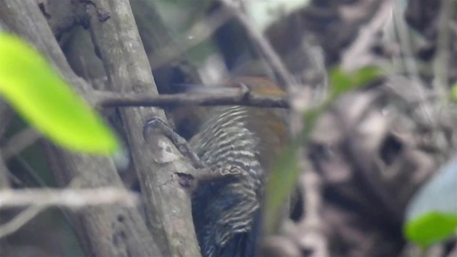 White-browed Woodpecker - ML200936461