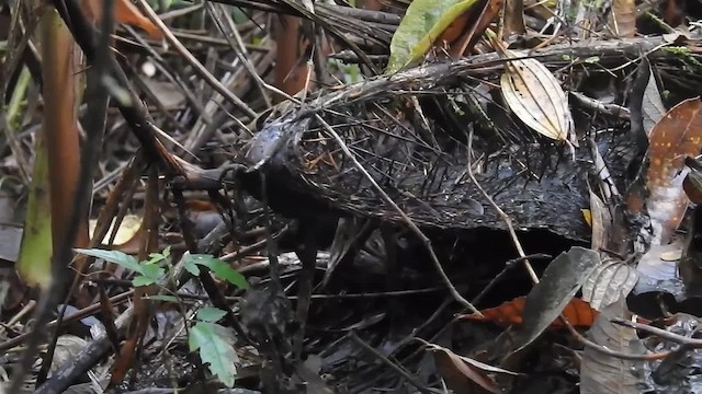 Weißbrusttapaculo - ML200936501