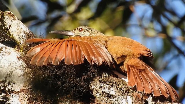 White-throated Woodcreeper - ML200936521