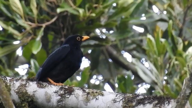 Yellow-legged Thrush - ML200936551