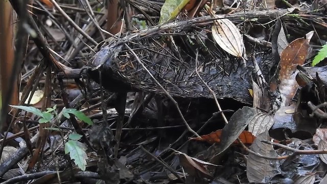 Weißbrusttapaculo - ML200936591