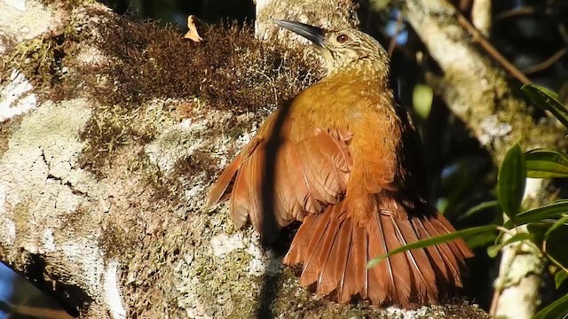 White-throated Woodcreeper - ML200936611