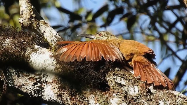 White-throated Woodcreeper - ML200936691