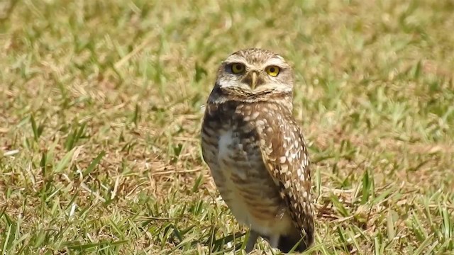 Burrowing Owl (grallaria) - ML200936731