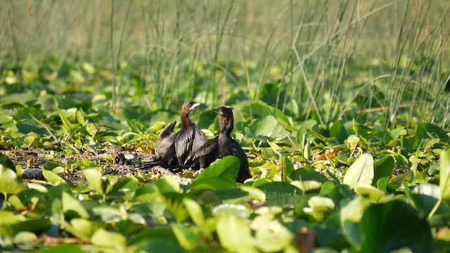 Pygmy Cormorant - ML200936741