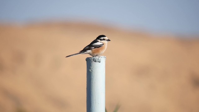 Masked Shrike - ML200936751