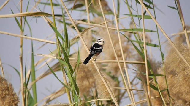 Masked Shrike - ML200936761