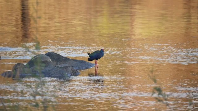 African Swamphen - ML200936781