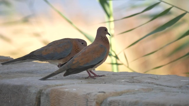 Laughing Dove - ML200936791