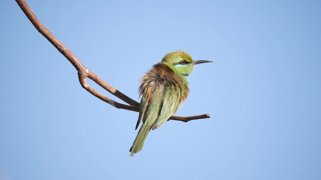 African Green Bee-eater - ML200936831