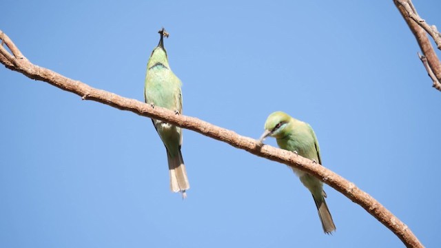 African Green Bee-eater - ML200936841
