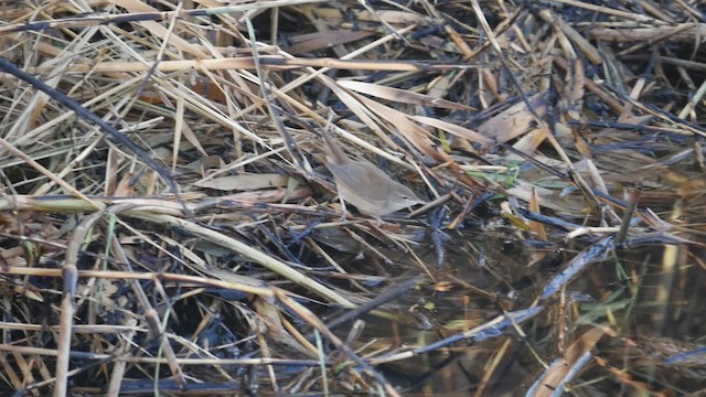 Savi's Warbler - ML200936901