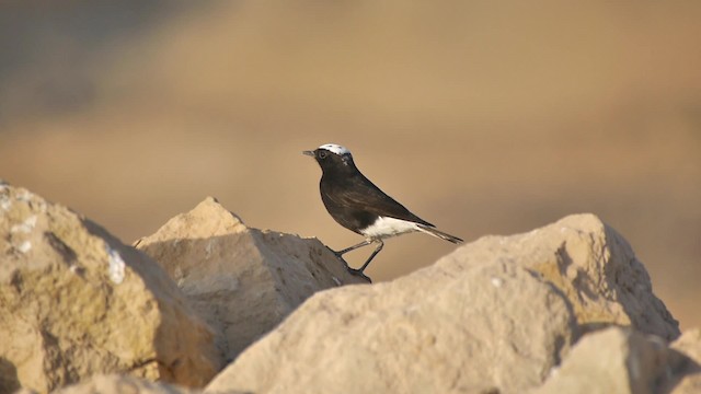 White-crowned Wheatear - ML200936951