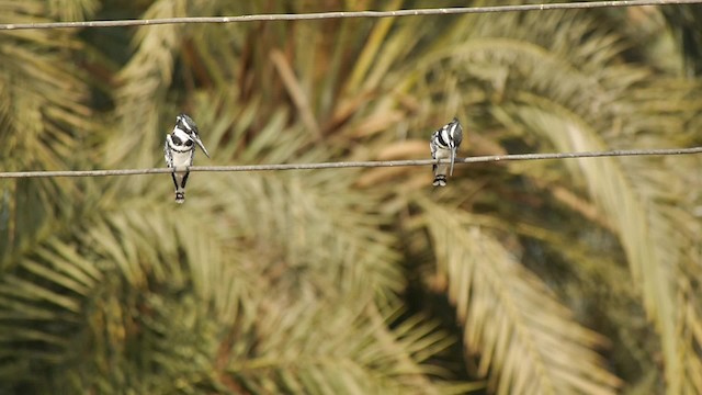 Pied Kingfisher - ML200937001