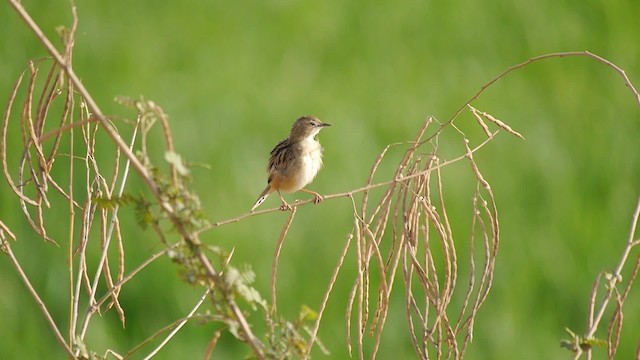 Zitting Cisticola (Western) - ML200937041