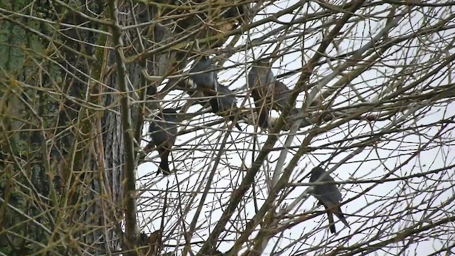 Red-footed Falcon - ML200937081