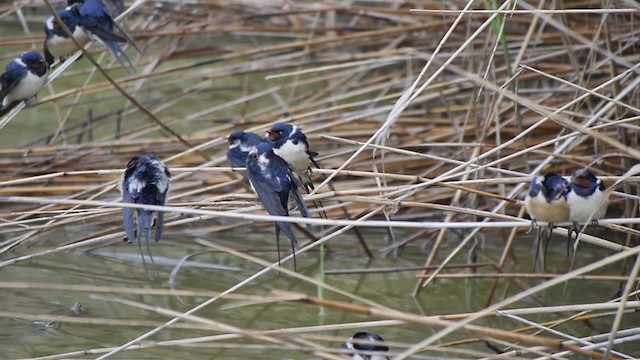 Barn Swallow (White-bellied) - ML200937091