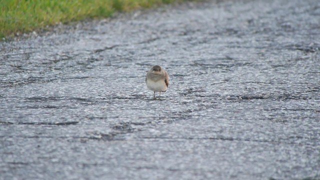 Collared Pratincole - ML200937101