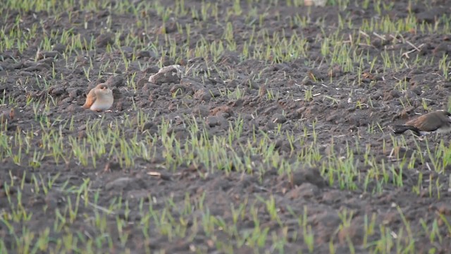 Collared Pratincole - ML200937111