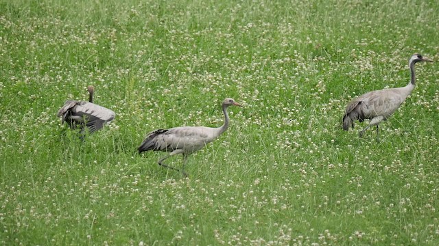 Grulla Común - ML200937171