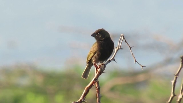 Black-faced Grassquit - ML200937201