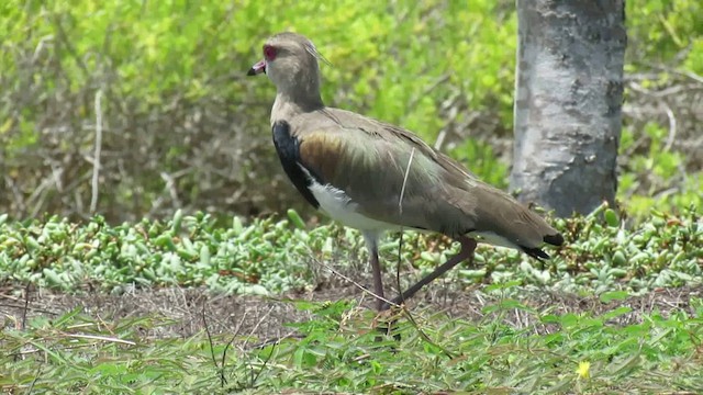 Southern Lapwing - ML200937301