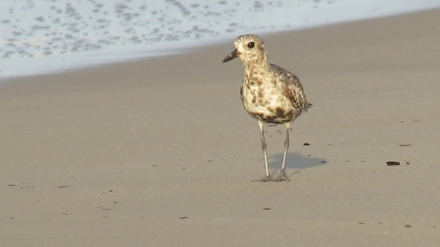 Black-bellied Plover - ML200937331