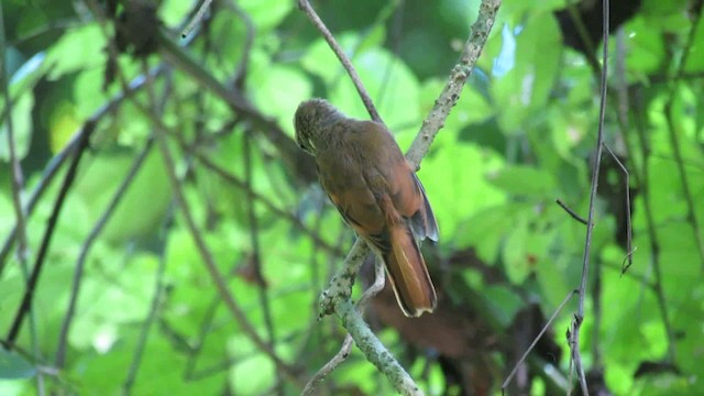 Plain Xenops (mexicanus Group) - ML200937371