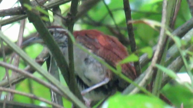 Troglodyte rufalbin - ML200937381