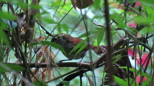 Troglodyte rufalbin - ML200937391