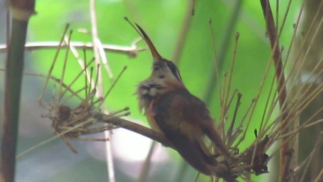 Пестрогорлый колибри-отшельник - ML200937401