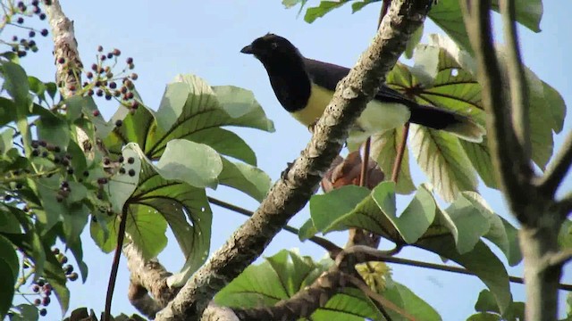 Black-chested Jay - ML200937441