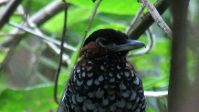 Black-crowned Antpitta - ML200937451