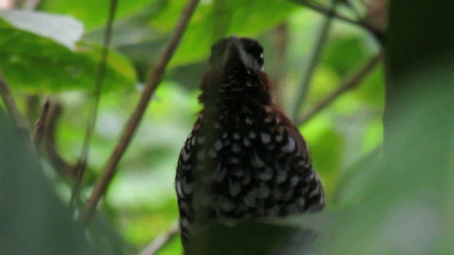 Black-crowned Antpitta - ML200937461