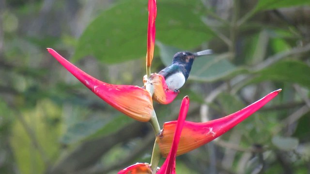 White-necked Jacobin - ML200937471