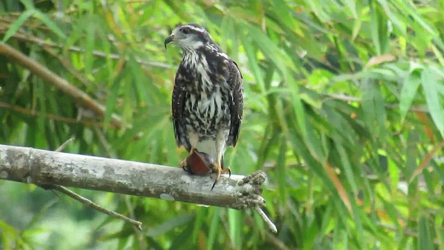 太った鳥 タニシトビ - eBird