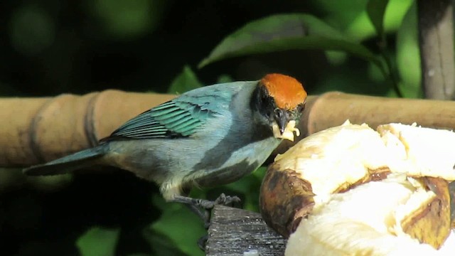 Scrub Tanager - ML200937551