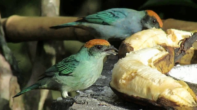 Scrub Tanager - ML200937581