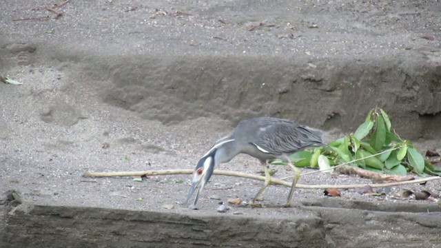 Yellow-crowned Night Heron - ML200937611