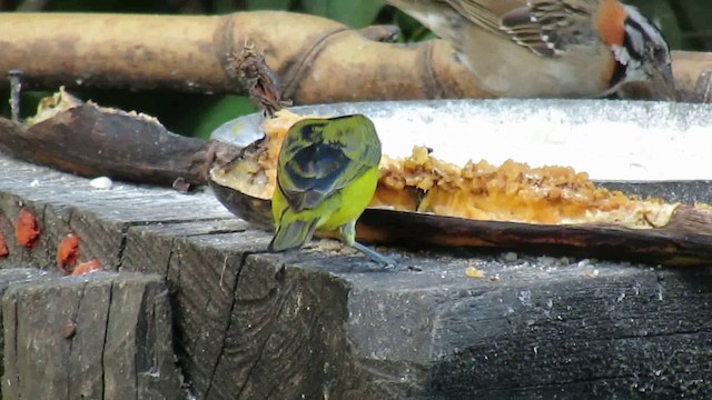 Thick-billed Euphonia - ML200937651