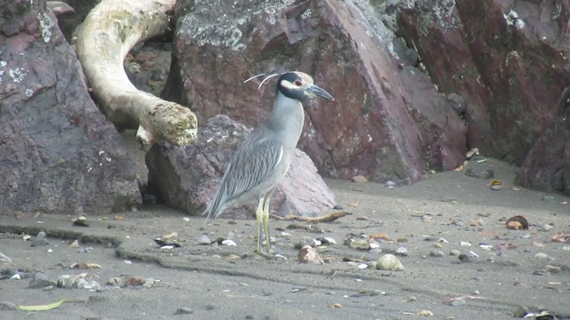 Yellow-crowned Night Heron - ML200937661