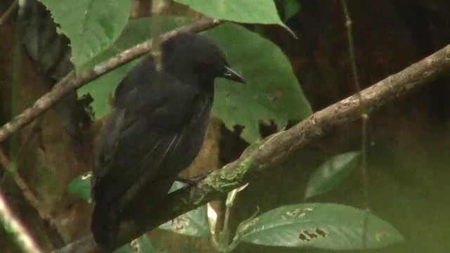 Bornean Whistling-Thrush - ML200937681