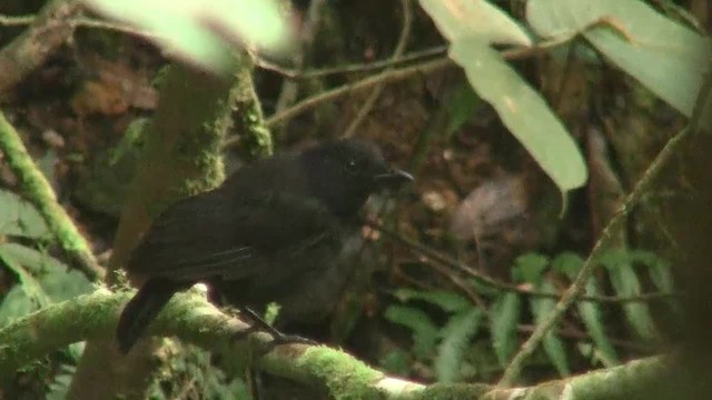 Bornean Whistling-Thrush - ML200937691