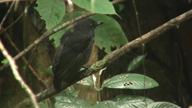 Bornean Whistling-Thrush - ML200937701