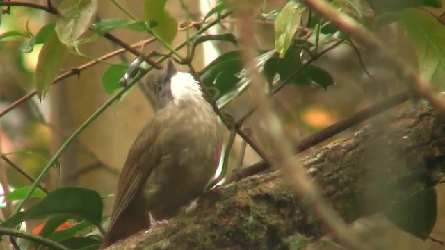 Bulbul à ventre marron - ML200937851