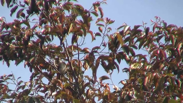 Pale-faced Bulbul - ML200937871