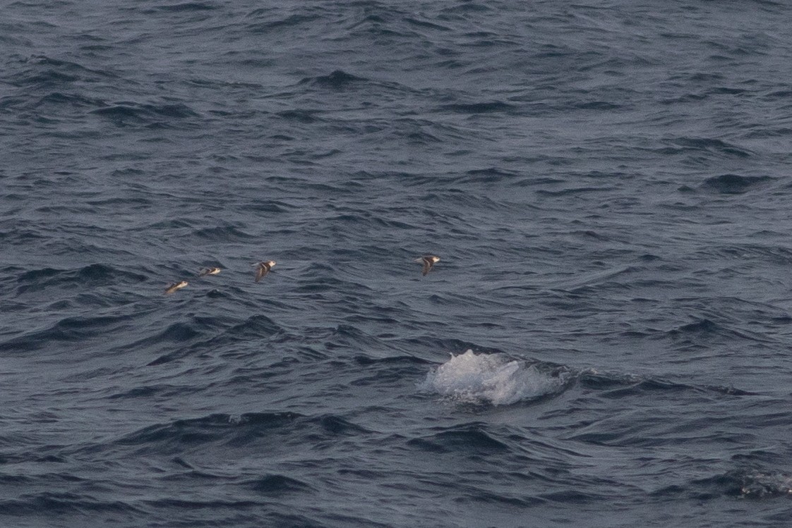 Red-necked Phalarope - Doug Gochfeld