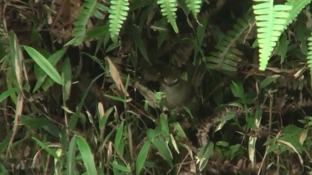 Aberrant Bush Warbler (Sunda) - ML200937911