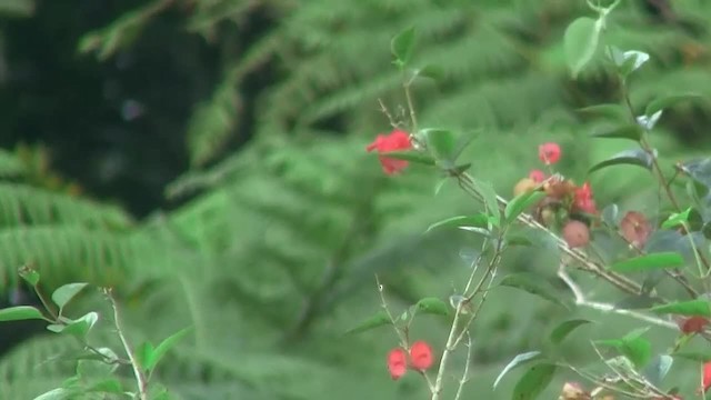 Temminck's Sunbird - ML200937961