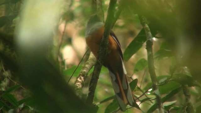 Whitehead's Trogon - ML200937981